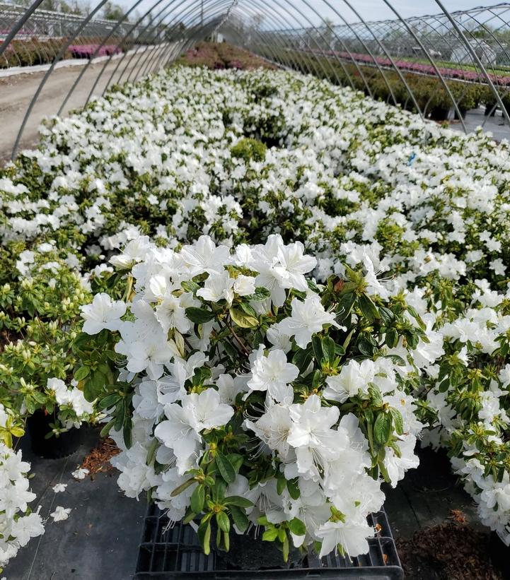 Azalea x 'Delaware Valley White'