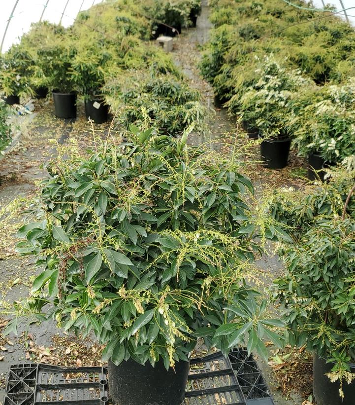 Pieris jap. Compacta