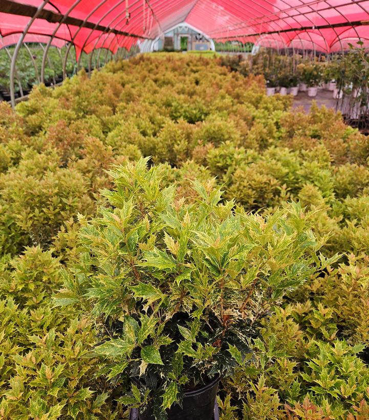 Osmanthus heterophyllus Goshiki