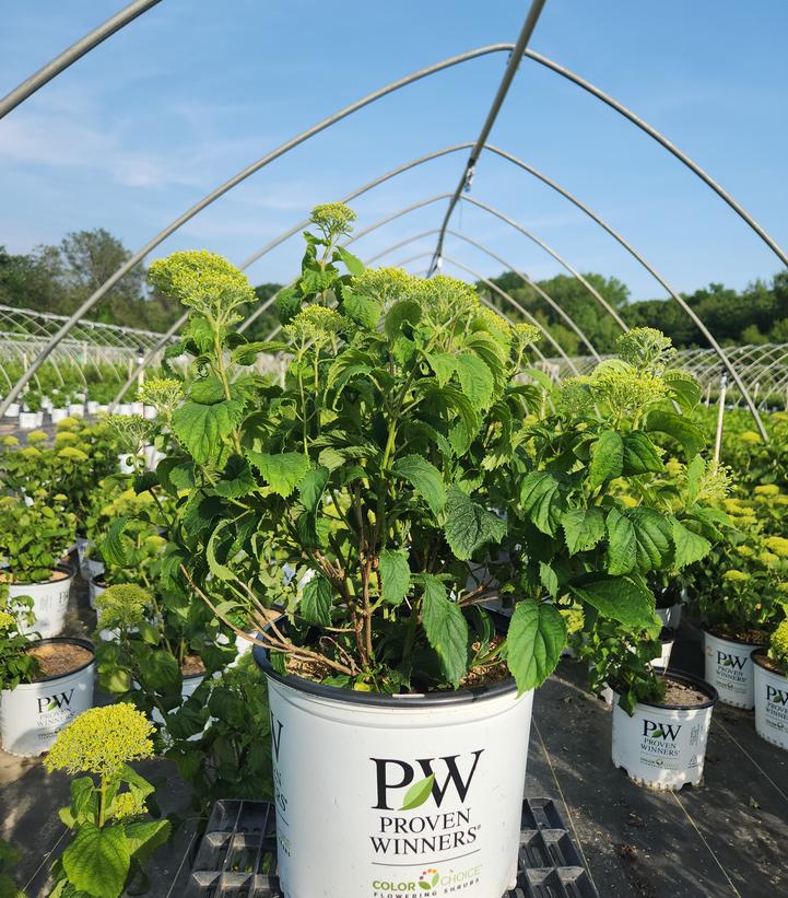 Hydrangea arborescens Invincibelle® Invincibelle Limetta®