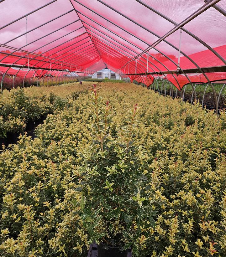 Osmanthus heterophyllus Goshiki