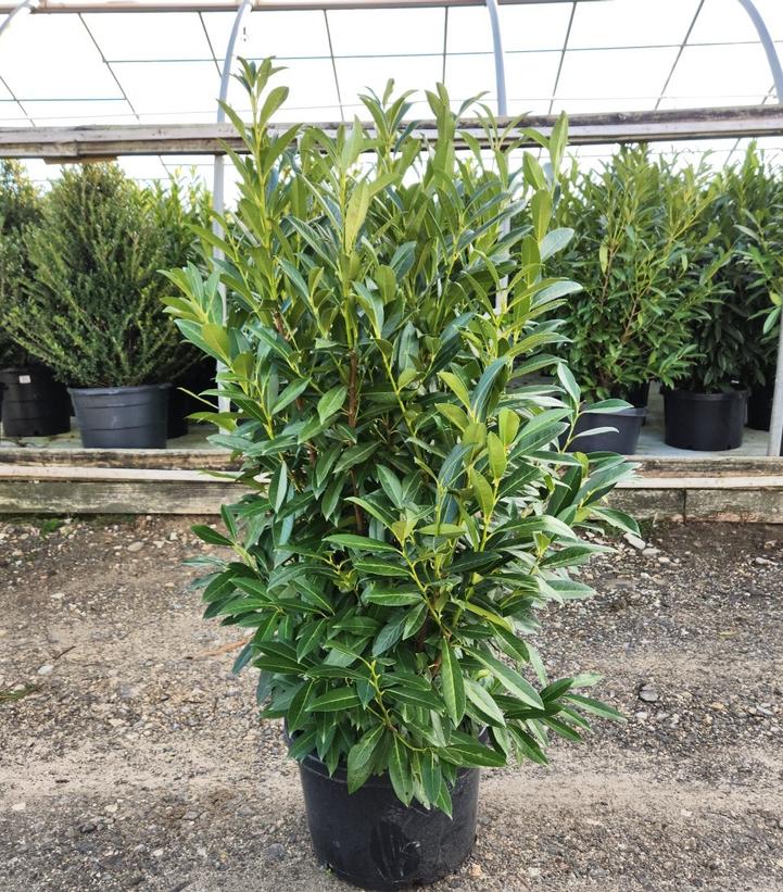 Prunus laurocerasus Schipkaensis