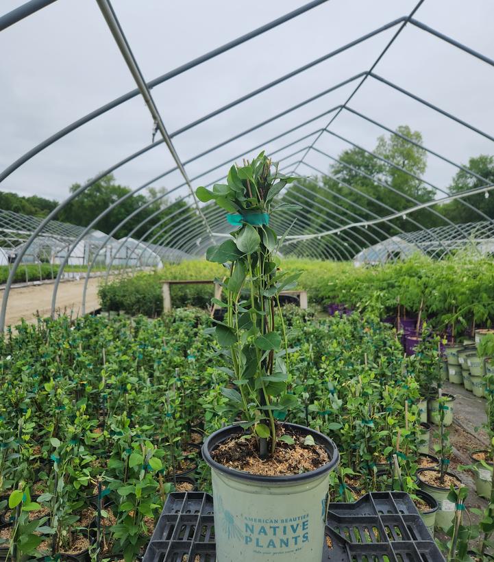 Lonicera sempervirens 'Major Wheeler'