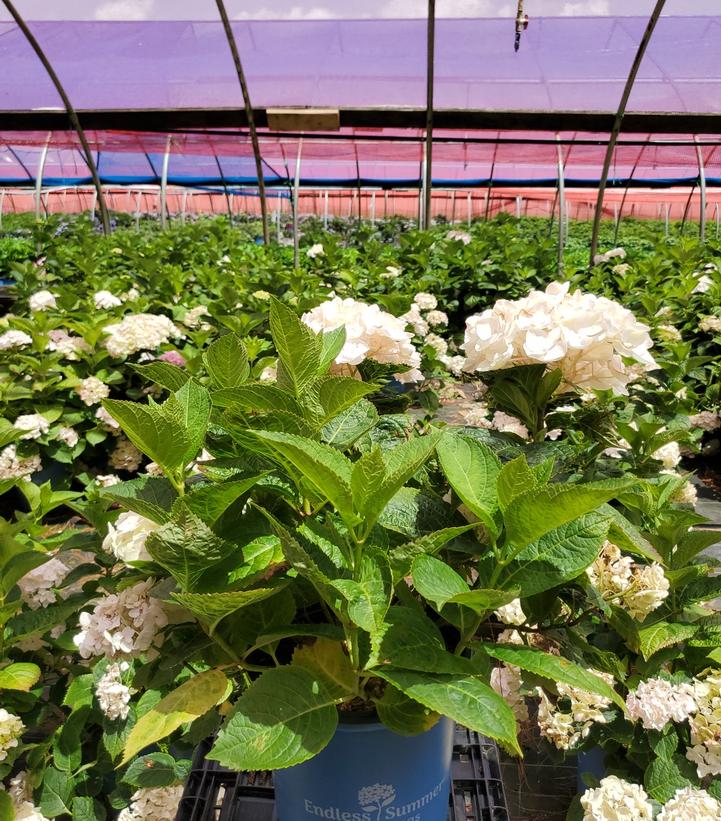 Hydrangea macrophylla Endless Summer® Collection Endless Summer® Blushing Bride®