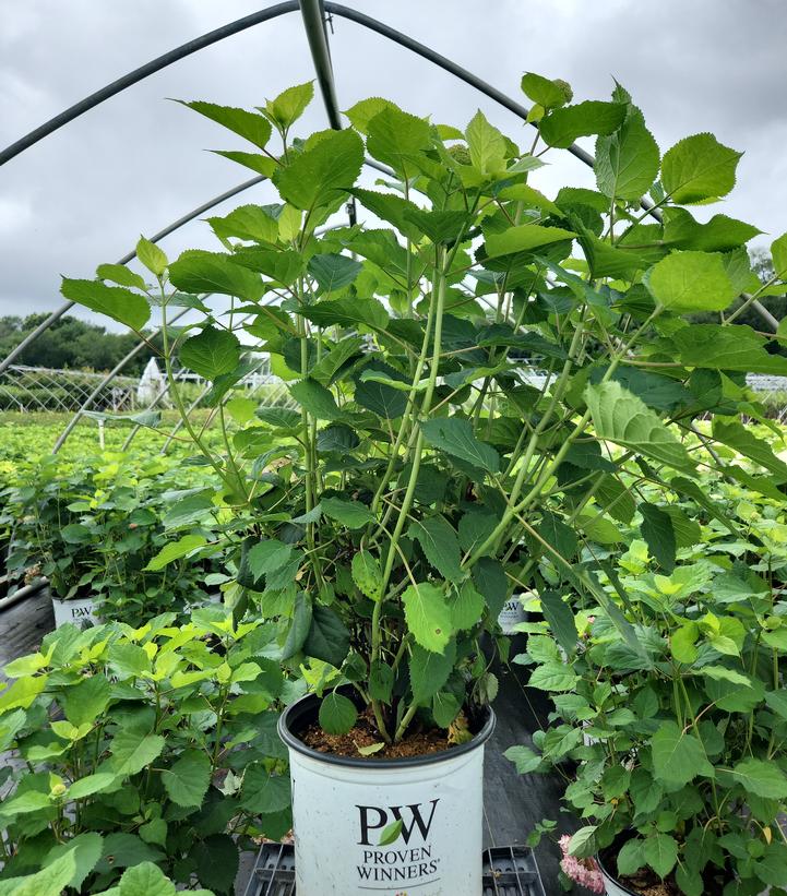 Hydrangea arborescens Invincibelle® Invincibelle® Spirit Ⅱ