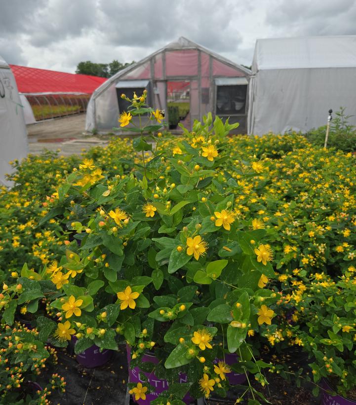 Hypericum inodorum Pumpkin