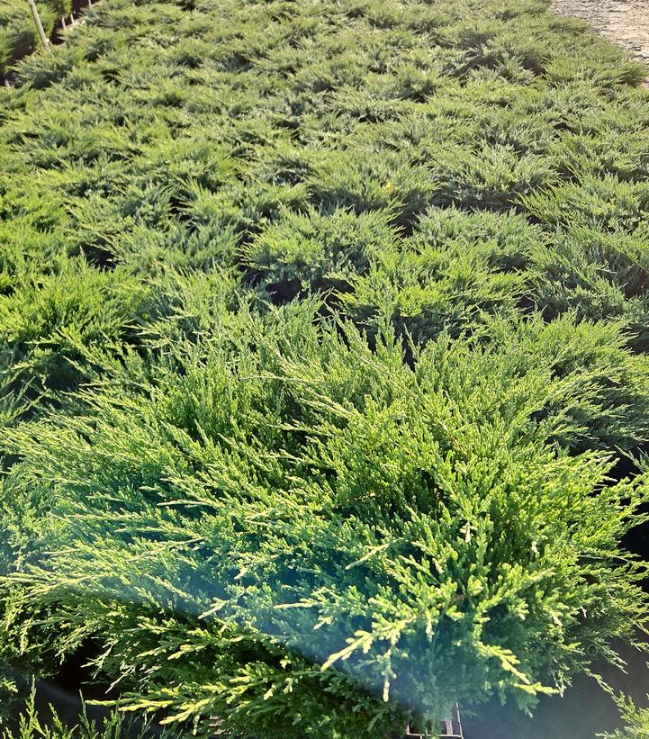 Juniperus hor. P.C. Youngstown