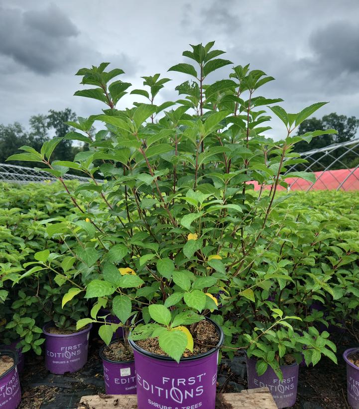 Hydrangea paniculata Berry White®
