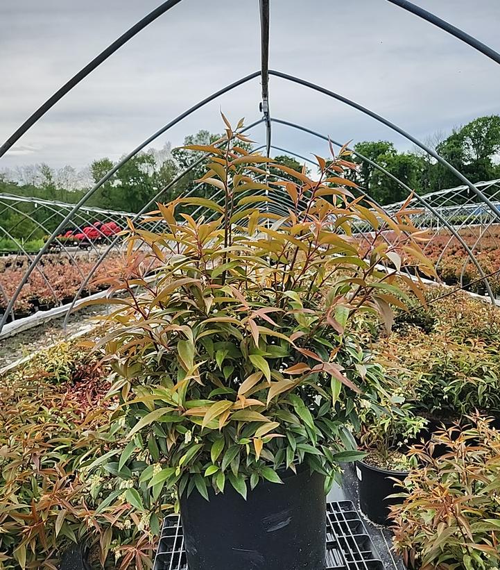 Leucothoe axillaris 