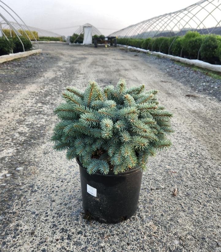 Picea pungens glauca 'Globosa'