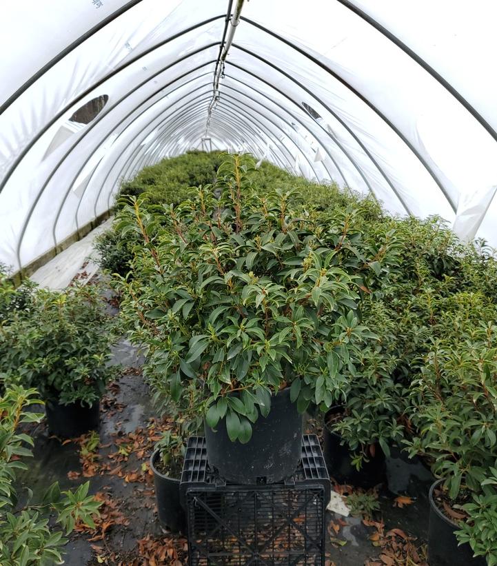 Kalmia latifolia Pink Charm