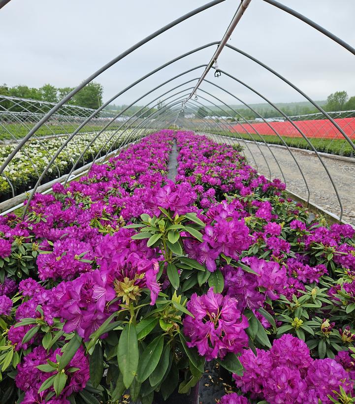 Rhododendron 'Purple Passion'