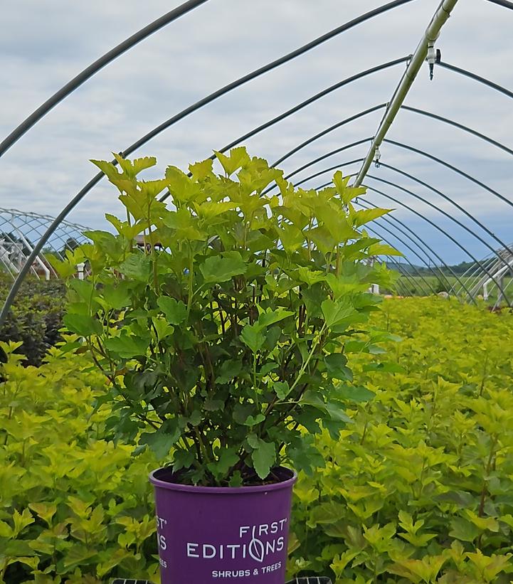 Physocarpus Amber Jubilee™