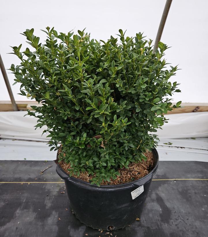 Buxus microphylla var. japonica Green Velvet