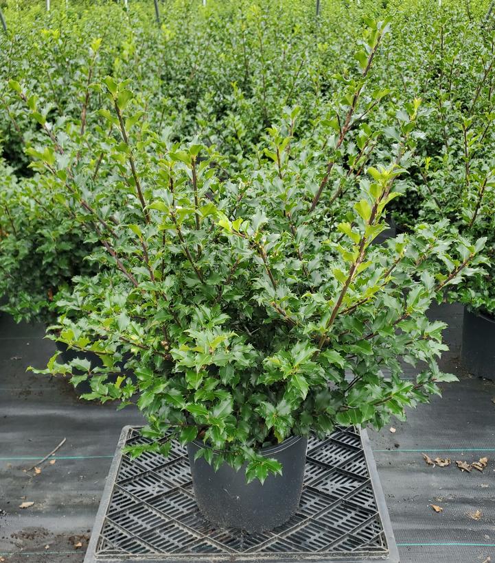 Ilex x meserveae 'Blue Princess'