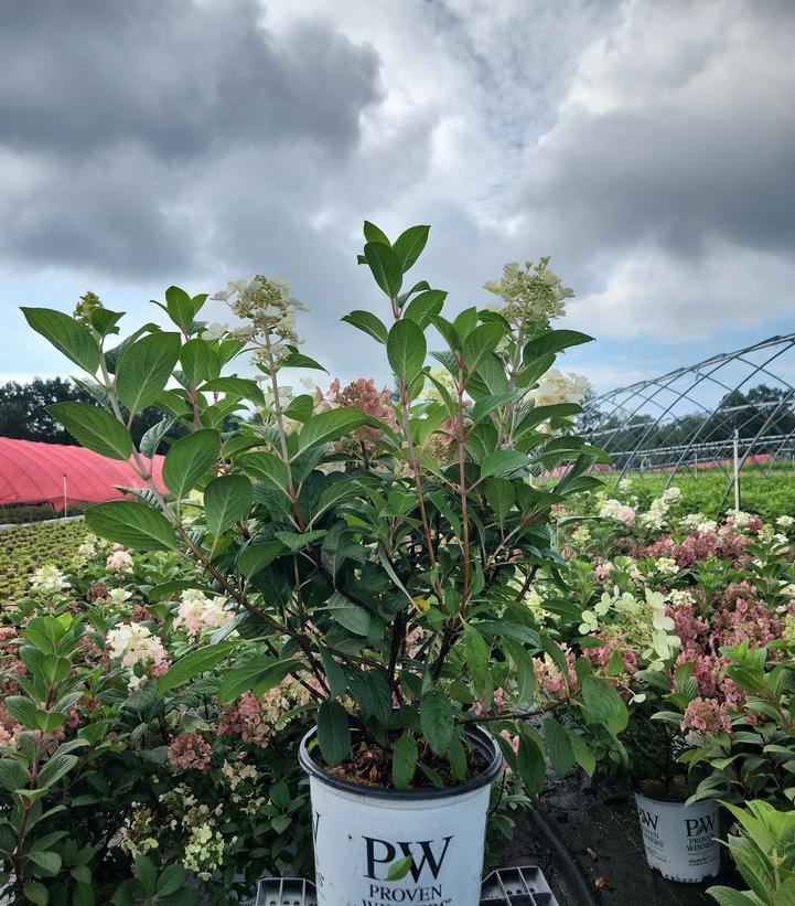 Hydrangea paniculata Little Quick Fire®