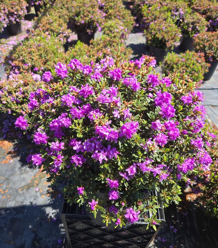 Rhododendron X 'Purple Gem'