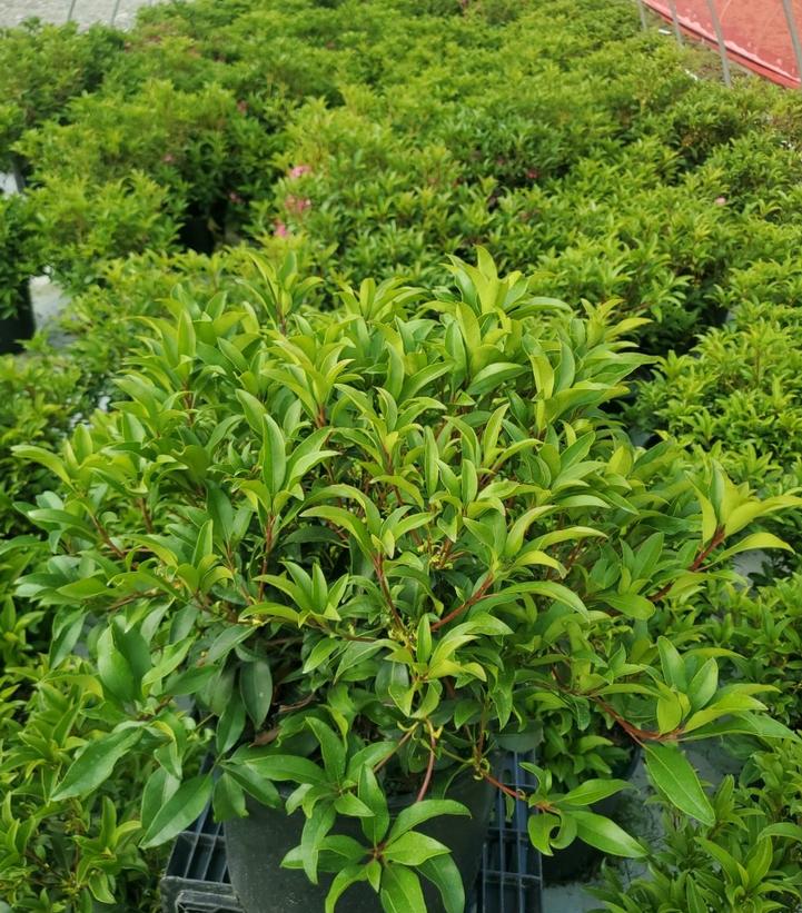 Kalmia latifolia Raspberry Glow