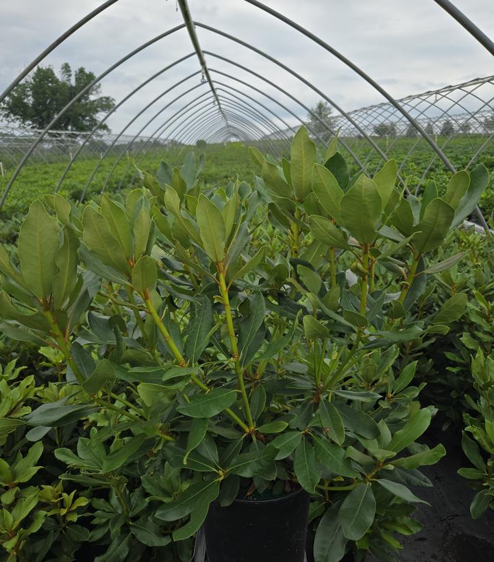 Rhododendron cat. Nova Zembla