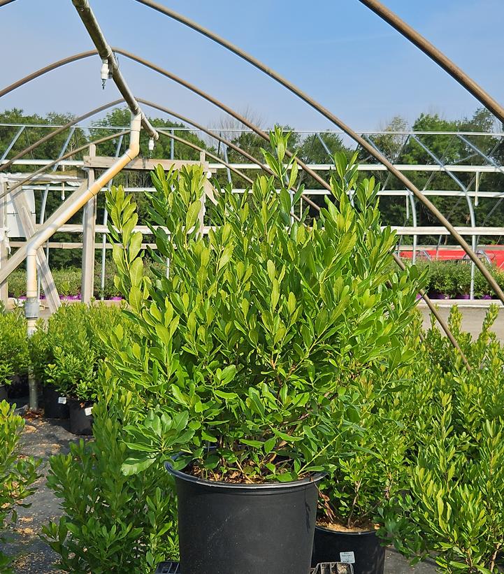 Myrica pensylvanica 