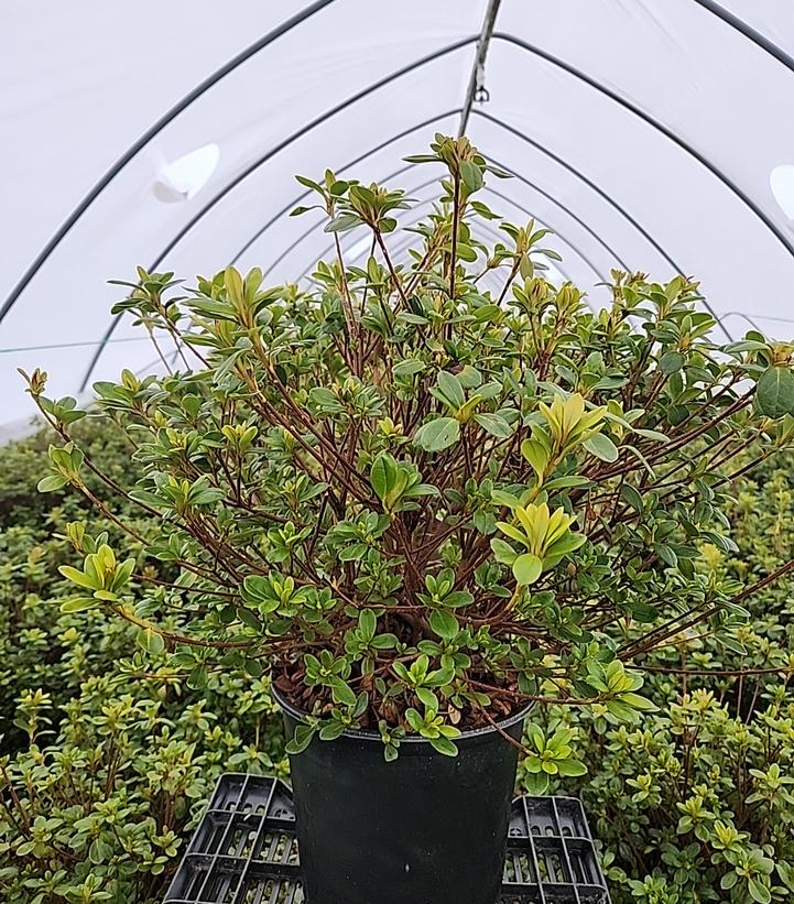 Azalea 'Girard's Pleasant White'