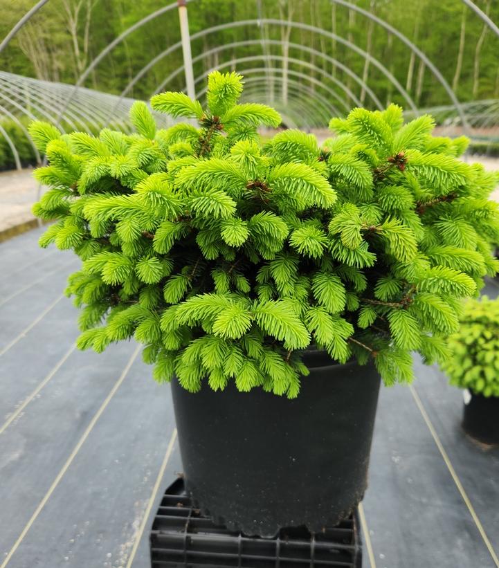 Picea abies Nidiformis