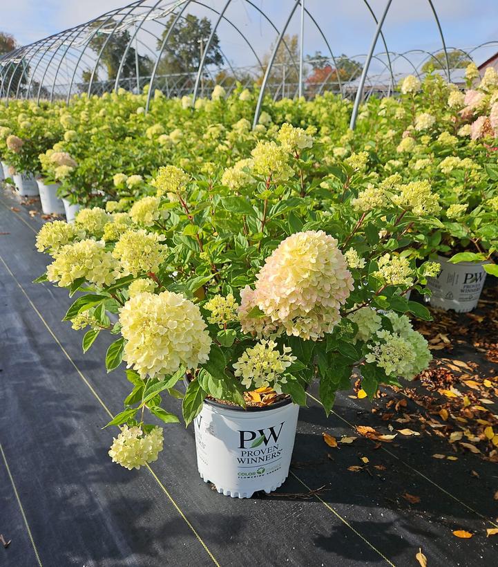 Hydrangea paniculata Little Lime®