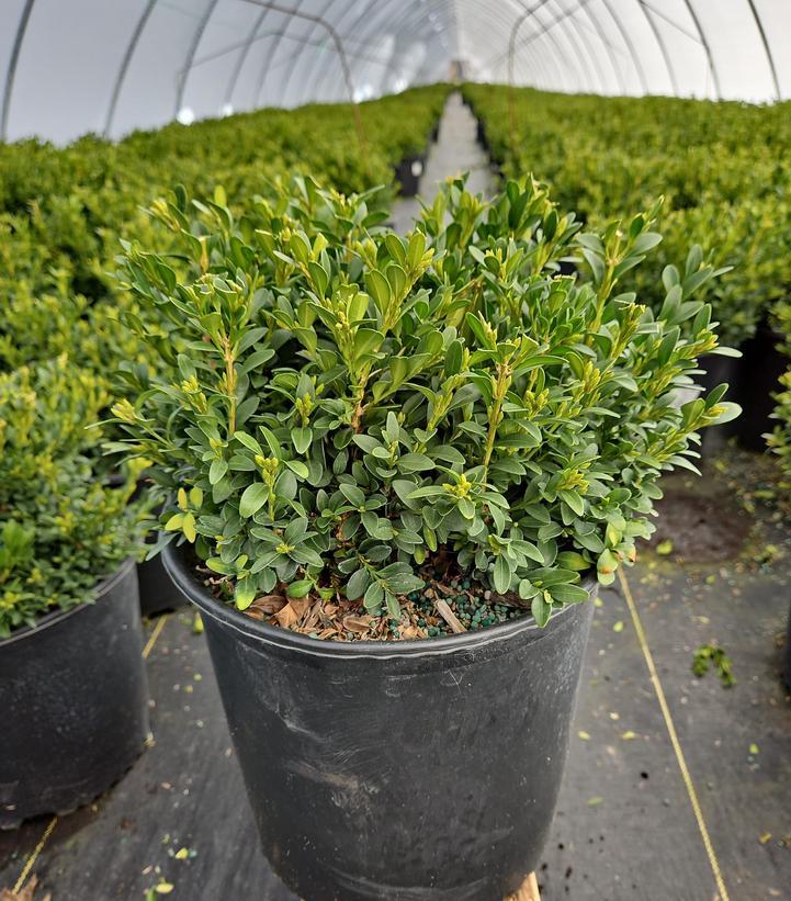 Buxus microphylla var. japonica 'Green Gem'