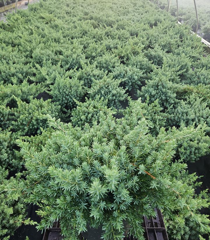 Juniperus conferta Blue Pacific