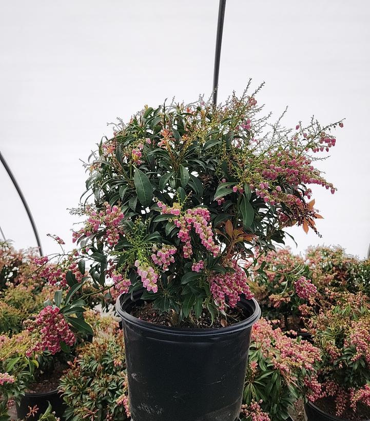 Pieris jap. Passion Party™ 'Passion'