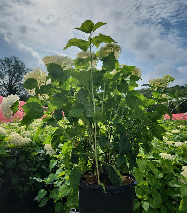 Hydrangea arborescens 'Annabelle'