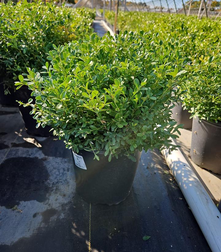 Buxus microphylla 'Franklins Gem'