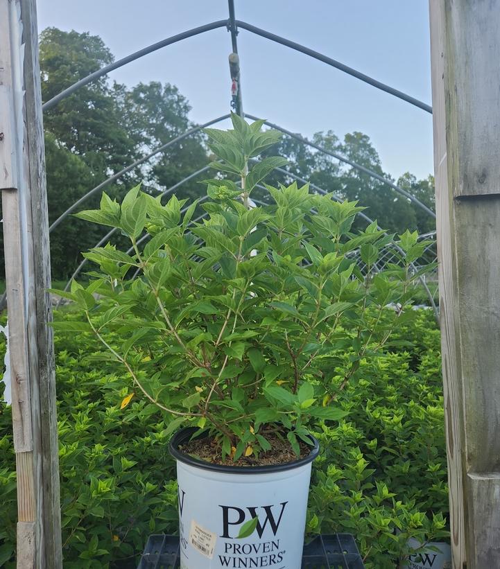 Hydrangea paniculata Little Lime®