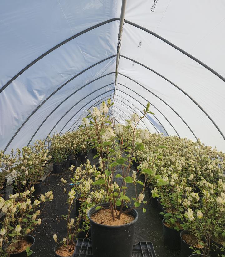 Fothergilla major 'Mount Airy'