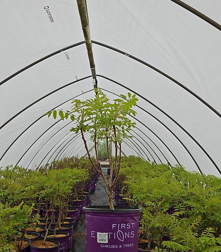 Rhus typhina Tiger Eyes®