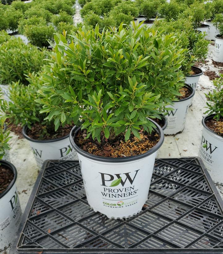 Ilex glabra Gem Box®