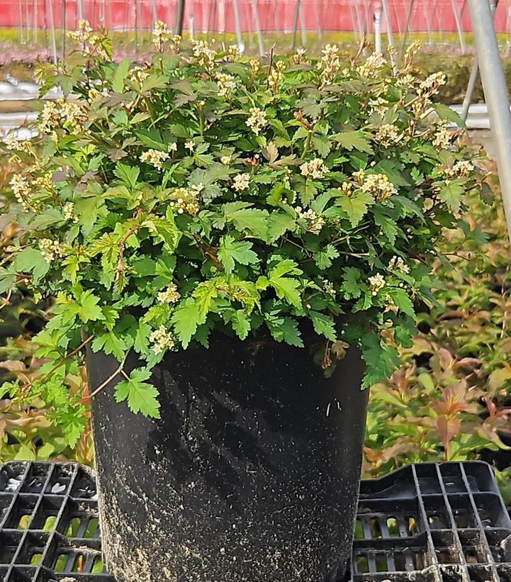 Stephanandra incisa Crispa