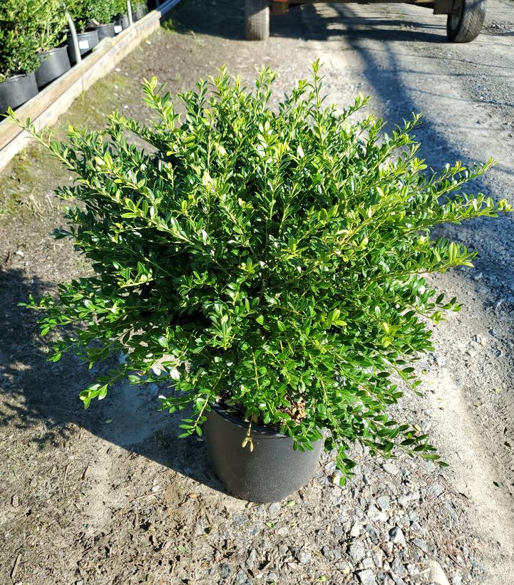 Ilex crenata 'Green Lustre'