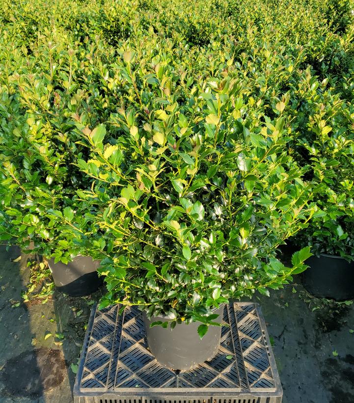 Ilex x meserveae 'Blue Maid'