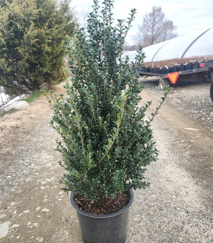 Ilex crenata 'Steeds'