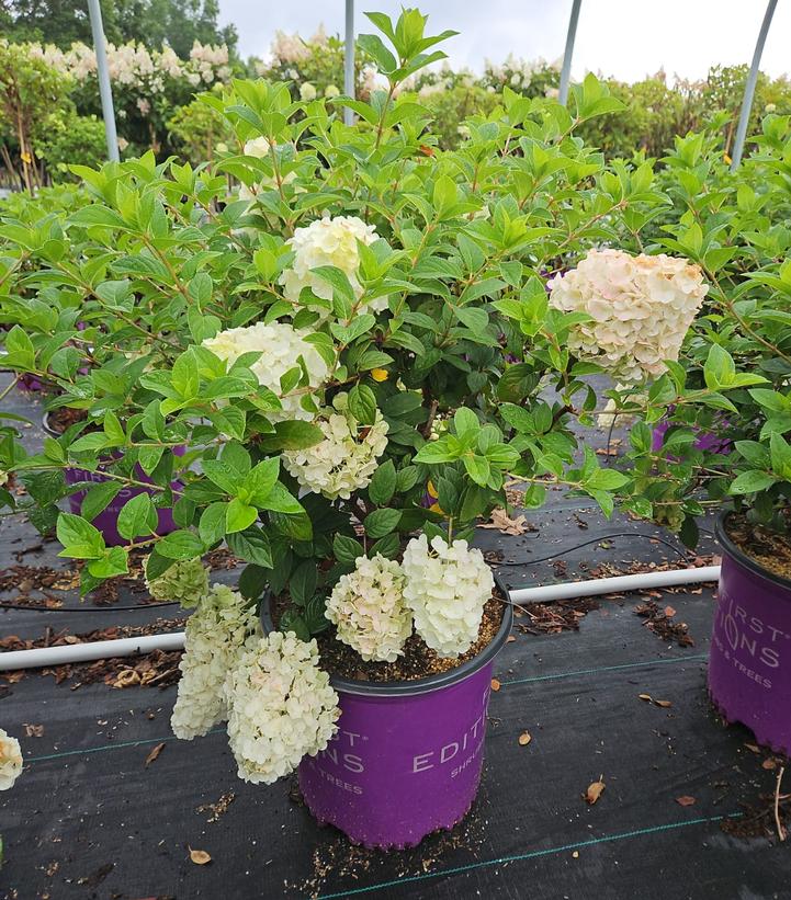 Hydrangea paniculata Strawberry Sundae®
