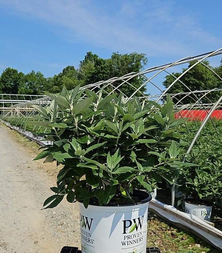 Buddleia x Pugster Blue®