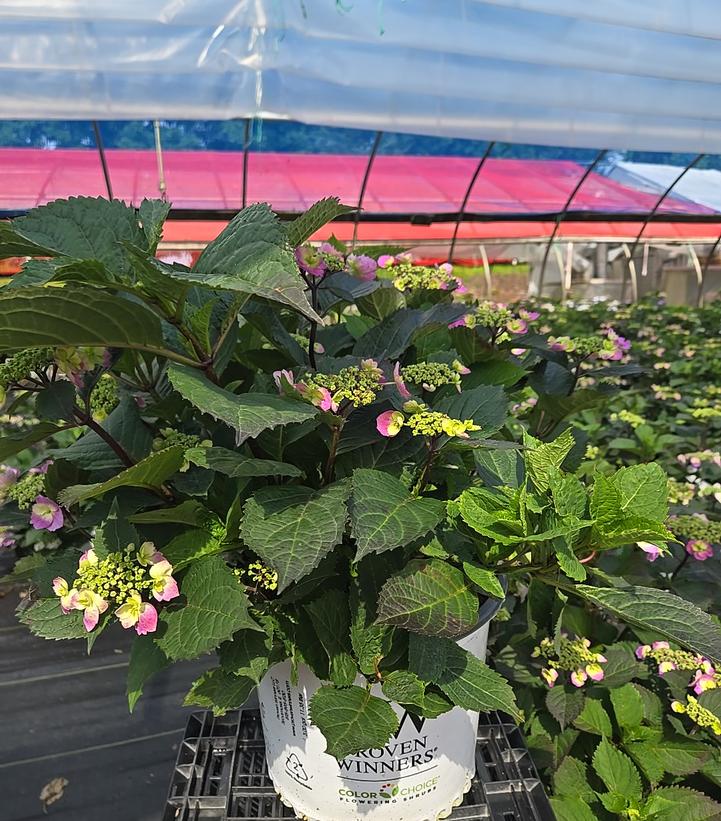 Hydrangea serrata Tuff Stuff™