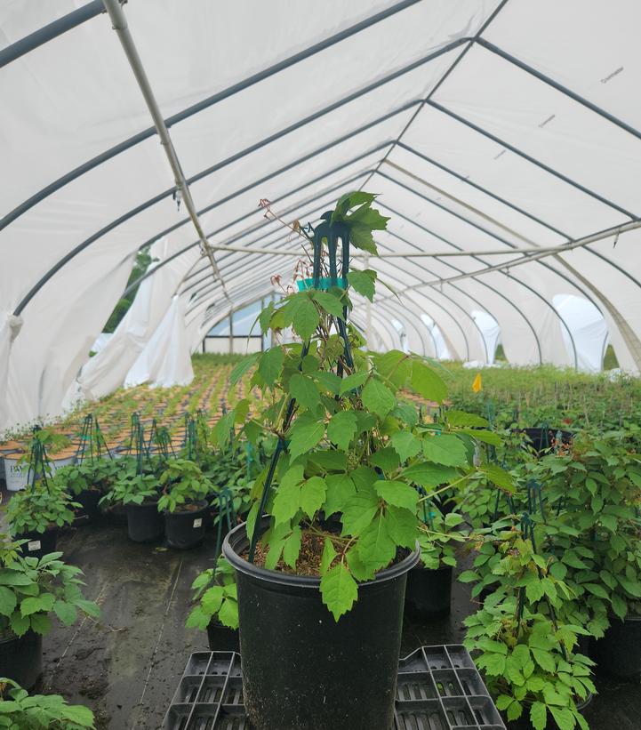 Parthenocissus tricuspidata 
