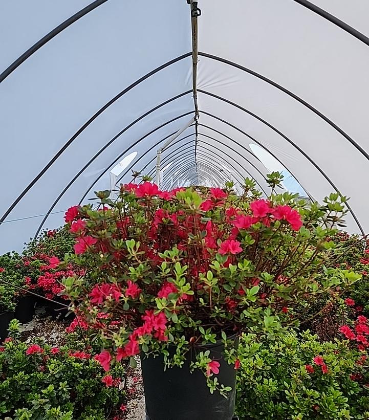 Azalea 'Hino Crimson'