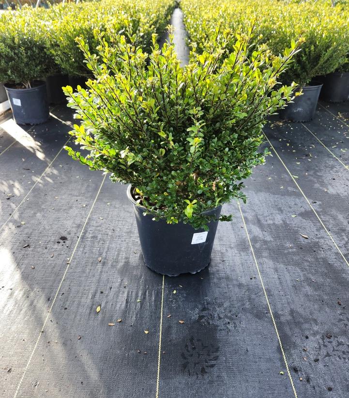 Ilex crenata 'Compacta'