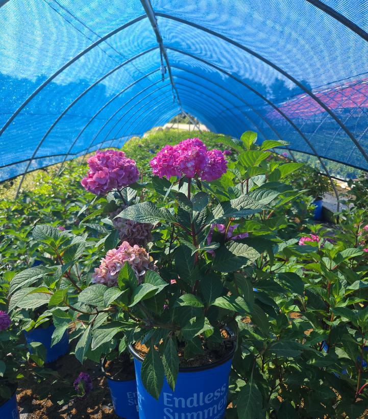 Hydrangea macrophylla Endless Summer® Collection Endless Summer® Bloomstruck®