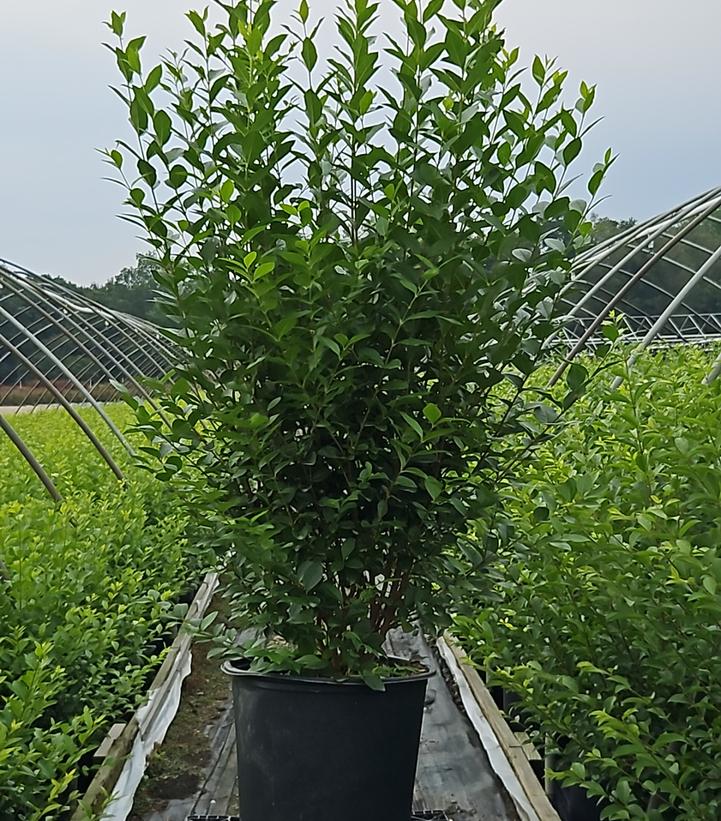 Ligustrum ovalifolium 