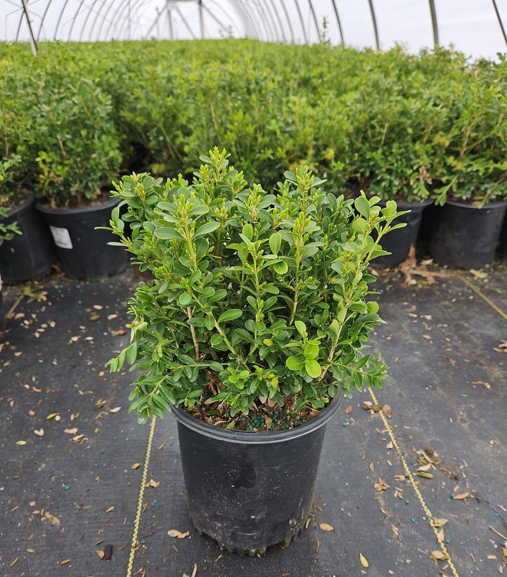 Buxus microphylla 'Tide Hill'
