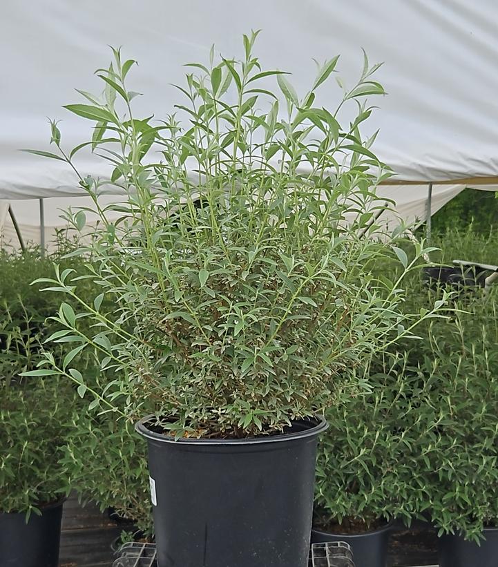 Buddleia davidii 'Nanho Blue'